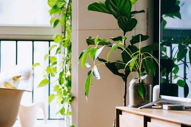 How to decorate your home with plants